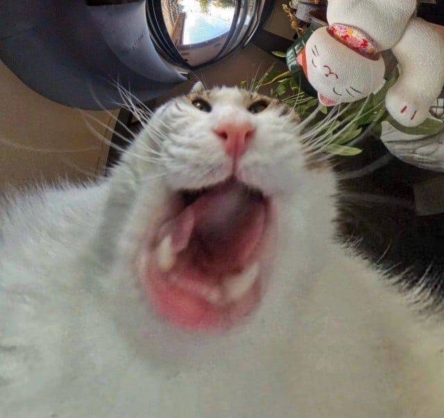 f926481b6a58d1653210fbe2b61a3adb07e8605cf3d4283a2a238bf572d2f419.jpg 고양이 급식기에 카메라를 달아 보았다