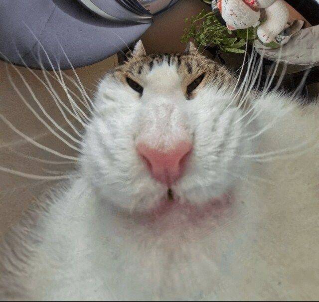 7315b58334907cdbc802c1d5616c6b4df7436cfebffafe6442d53c26b965f028.jpg 고양이 급식기에 카메라를 달아 보았다