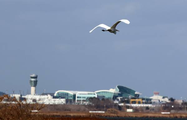새 한 마리가 31일 전남 무안국제공항 인근을 날고 있다. 당국은 지난 29일 발생한 무안 제주항공 참사가 새가 항공기와 충돌하는 ‘버드 스트라이크’에서 시작된 것으로 보고 있다. 연합뉴스
