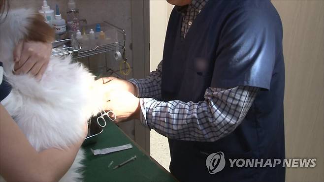 진찰받는 반려견 [연합뉴스TV 제공]