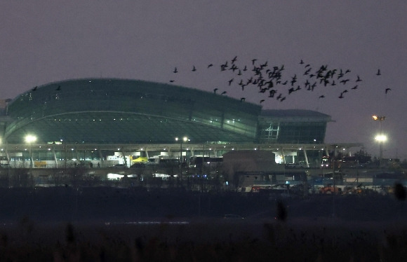 무안공항 인근 나는 새들 - 1일 오후 전남 무안군 무안국제공항 인근에서 새들이 날고 있다. 2025.1.1. 연합뉴스