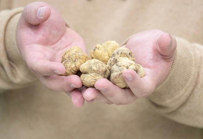 HNB 다이닝이 수입하는 트러플. /박상훈 기자