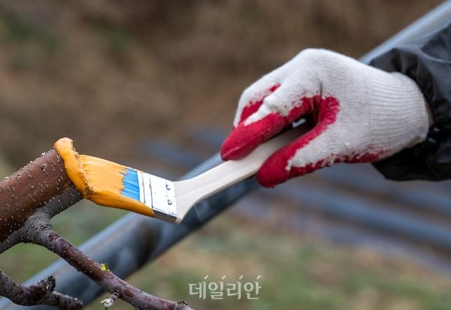 과수화상병 감시단이 궤양 증상이 있는 과수의 자른 단면에 티오파네이트메틸 성분의 소독약을 발라주고 있다. ⓒ데일리안 배군득 기자