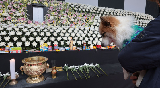 제주항공 여객기 참사로 주인을 잃은 반려견 푸딩이가 ‘케어’ 활동가의 품에 안긴 채 5일 오후 서울시청 본관 앞에 마련된 희생자 합동분향소를 방문하고 있다. 연합뉴스