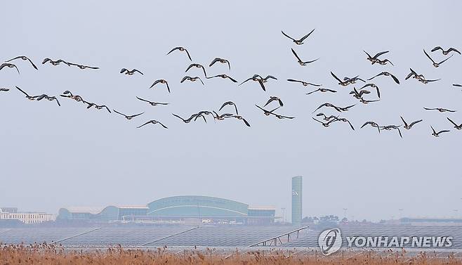 무안공항 인근 지나는 철새들 (무안=연합뉴스) 김도훈 기자 = 2일 오전 전남 무안군 무안국제공항 인근에 철새들이 날고 있다. 2025.1.2 superdoo82@yna.co.kr