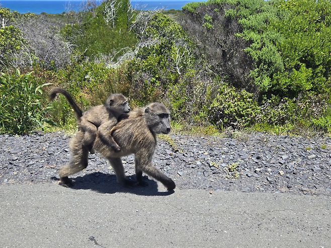 남아프리카 공화국 여행기!