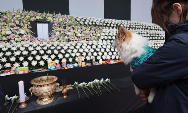 제주항공 여객기 참사로 주인을 잃은 반려견 푸딩이가 5일 오후 서울시청 본관 앞에 마련된 희생자 합동분향소를 방문하고 있다. 연합뉴스