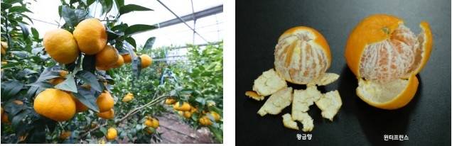 윈터프린스 / 사진 = 농촌진흥청