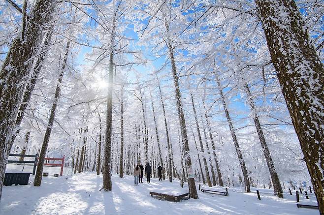 정선 함백산 만항재 설경 [정선군 제공. 재판매 및 DB 금지]