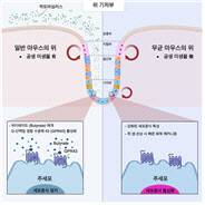 위장 내 미생물에 의한 주세포 증식 과정 모식도(위 내 존재하는 공생 미생물이 부티레이트를 생성해 분비함으로써 주세포의 증식 능력을 조절한다).