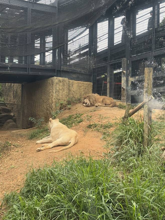 IMG_8247.jpeg 태교여행 오키나와 4박5일 음식 간단리뷰