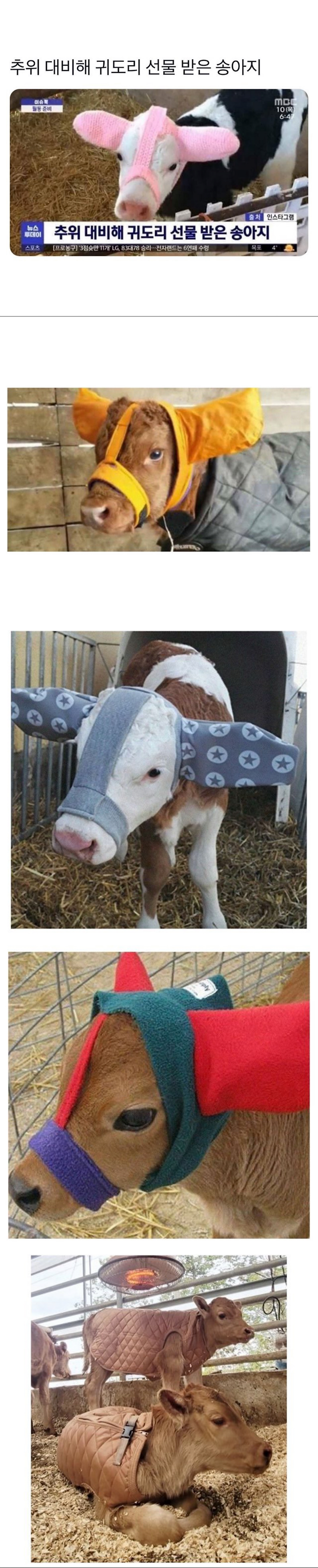 image.png 요즘 축사 방한용품 요즘 축사 방한용품