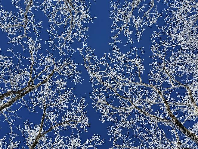 나뭇가지에 달린 눈꽃은 바닷속 산호초를 떠올리게 한다.