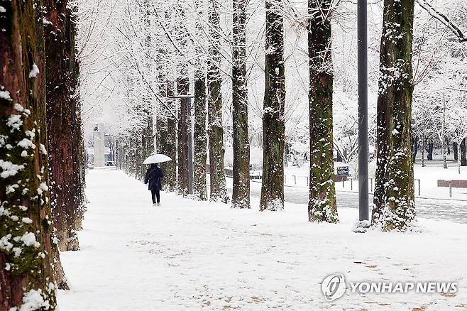 눈 내리는 겨울풍경 (광주=연합뉴스) 정다움 기자 = 대설주의보가 발효된 28일 광주 북구 전남대학교에서 시민들이 교정을 거닐고 있다. 2024.12.28 daum@yna.co.kr