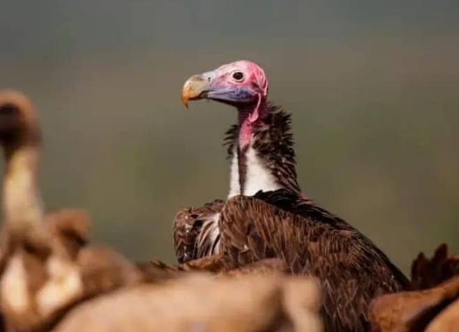 아프리카 대머리수리중 하나인 주름얼굴대머리수리./Africafreak.com