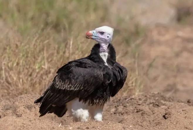 아프리카대머리수리 중 하나인 흰머리대머리수리./Africafreak.com