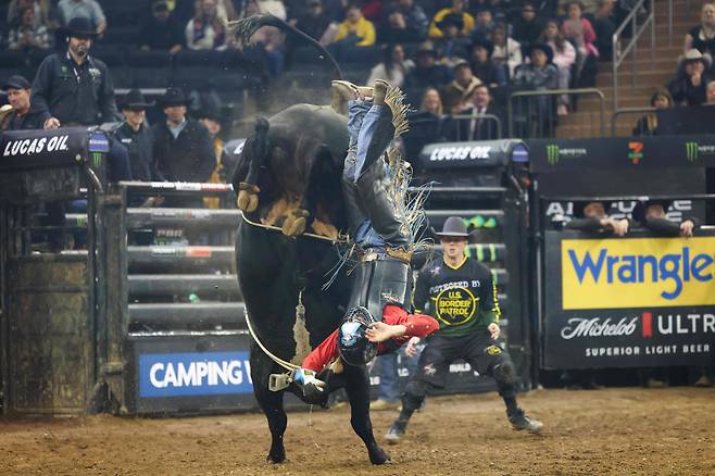 미국의 도슨 브랜튼이 지난 5일(현지 시각) 뉴욕 매디슨 스퀘어 가든에서 열린 2025 프로페셔널 불스 라이딩 '언리쉬 더 비스트'에서 황소 '다크 씽츠'를 타고 있다./AFP 연합뉴스
