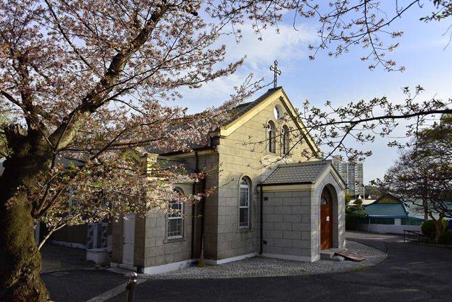 벚나무 사이로 보이는 나주성당 ⓒ