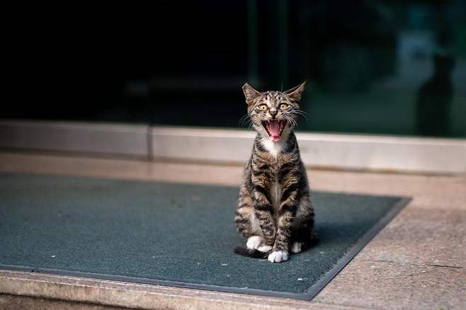 058f8919b7866bf07cf1dca511f11a392645bae219d867fa810e