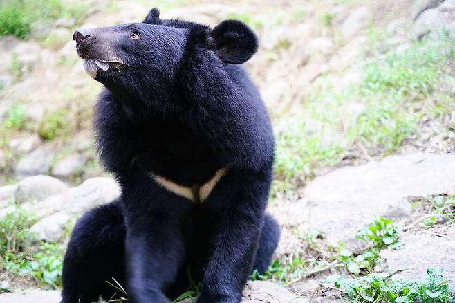 전남 구례 국립공원관리공단 국립공원야생생물보전원 생태학습장에서 생활하는 반달가슴곰. 과거 한반도 전역에 서식하던 반달가슴곰은 보호 정책과 복원사업으로 멸종위기에 처했던 개체수를 조금씩 늘려 가고 있는 상황이나, 여전히 웅담 채취를 위해 사육되고 있는 실정이다. 국립공원야생생물보전원 누리집 갈무리