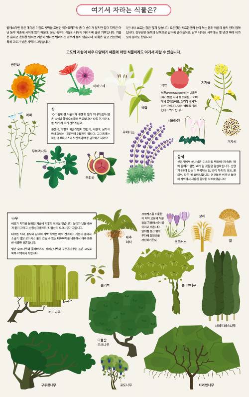 1세기 팔레스타인 지역 자생 '식물'. IVP 제공