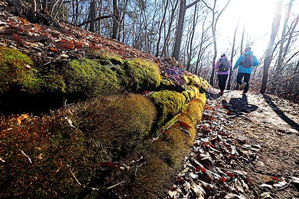 용인시청에서 석성산 정상으로 이어진 길의 이끼 고운 산길.&nbsp;