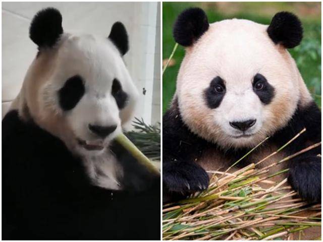 중국으로 돌아간 푸바오의 최근 모습(왼쪽)과 한국에 있을 당시 모습. 살이 확연히 빠져보이는 모습에 누리꾼들은 우려를 나타내지만 중국자이언트판다보호연구센터는 몸무게가 오히려 1㎏ 늘었다고 주장한다. 중국자이언트판다보호연구센터 웨이보 캡처, 삼성물산 리조트부문 제공