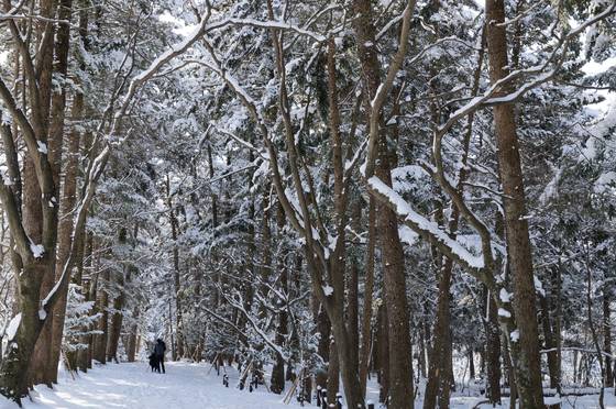 변산반도국립공원의 눈길을 걷고 있는 탐방객들. 국립공원공단 제공