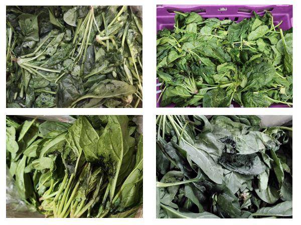 두레생협이 지난해 추석 당시 생산자로부터 공급받은 시금치 모습. 이상 고온 탓에 시금치가 짓물러 소비자에게 판매하지 못하고 반품을 요청할 수밖에 없었다. 두레생협 제공
