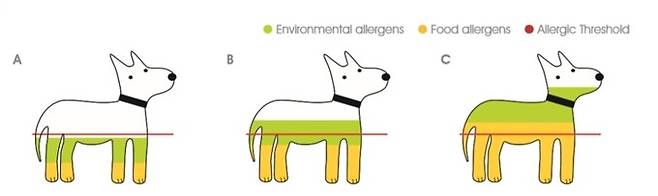 글로벌 제약회사 동물의 알레르기 요인을 설명한 그림. 일정한 환경적 자극(연두색)에 음식으로 인한 알레르기(노란색)가 중첩될 때 음식으로 인한 요인이 늘어나면 역치를 쉽게 넘게 된다. 넥스트뮨랩 제공