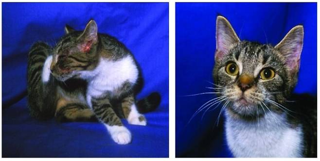 음식 알레르기로 머리와 목에 가려움증을 겪고 있는 반려묘. 해리 잭슨/미국 수의학회지 제공