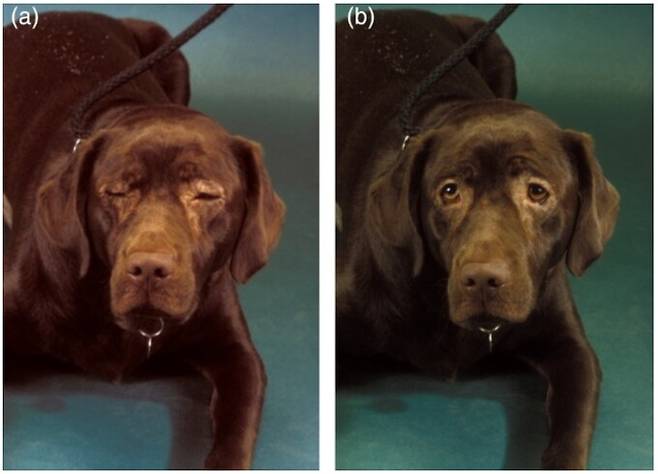 ‘식이 제거’ 방식의 관리로 눈에 타나난 알레르기가 나아진 반려견. 오른쪽이 개선된 상태. 힐러리 잭슨/수의피부학(Veterinary Dermatology) 제공