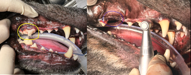 [자료 2] 뼈를 급여 후에 이빨이 부러져 내원했습니다. 초기에는 일상생활이 가능했지만, 점차 통증을 표현하면서 결국 발치를 하게 되었습니다. 신성우 수의사 제공