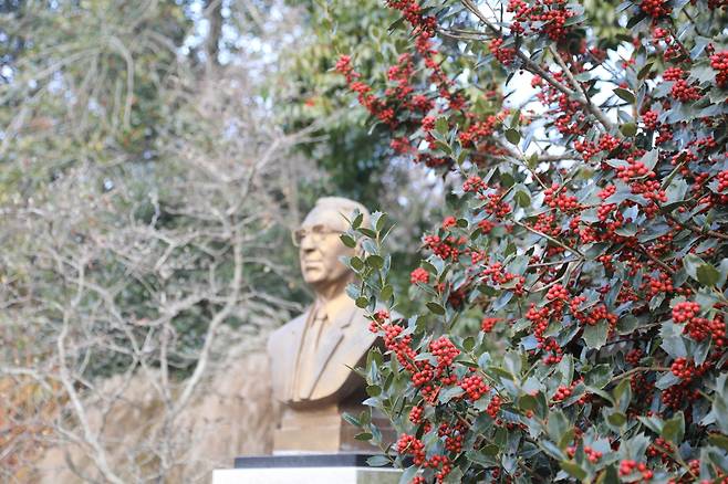 ‘사랑의 열매’로 불리는 호랑가시나무 붉은 열매가 천리포수목원을 붉게 물들이고 있다.