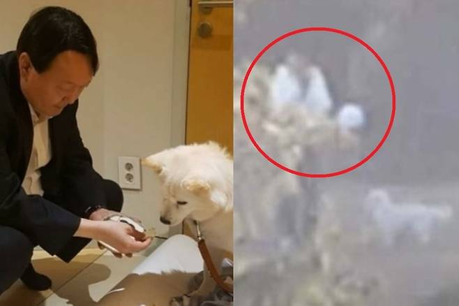 윤석열 대통령과 반려견 토리. 오른쪽은 15일 윤석열 대통령이 고위공직자범죄수사처에 체포된 직후 서울 용산구 한남동 대통령 관저 안에서 한 여성이 개를 산책시키는 모습. 인스타그램·오마이TV 유튜브 캡처