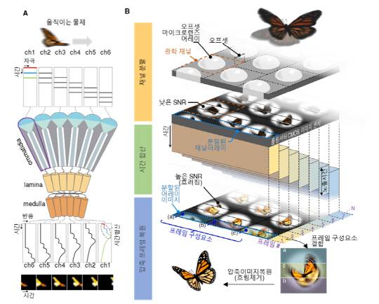 KAIST가 개발한 생체모사 카메라의 개념도.