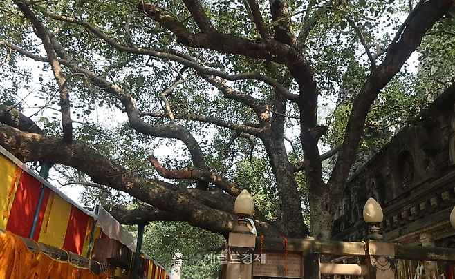 부처가 깨달음을 이룬 보리수 나무