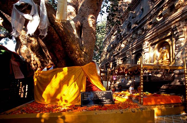 보리수 나무 아래 금강보좌 예전 모습 [게티이미지]