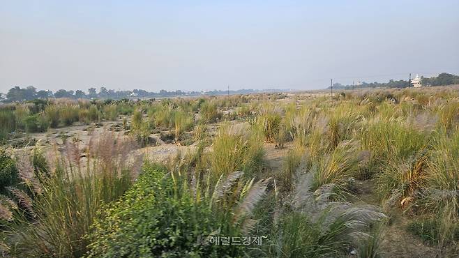 갈대와 비슷한 ‘꾸사’라는 풀로, 길상초로 불린다.