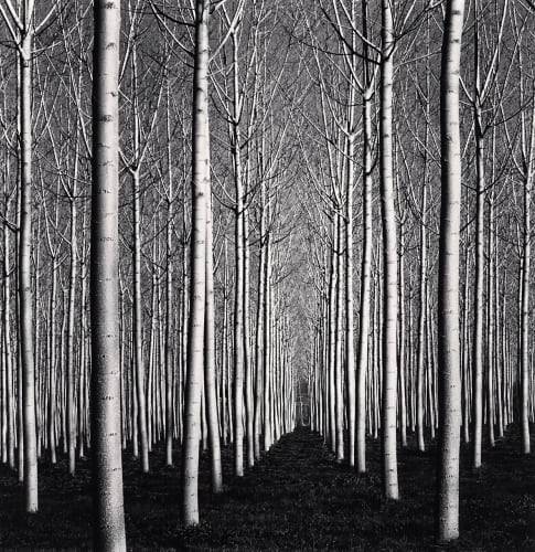 이태리 파비아 봄 사시나무 숲, 마이클 케나 Spring Poplar Trees_ Pavia_ Italy. 2019ⓒ Michael Kenna. 사진제공 공근혜갤러리