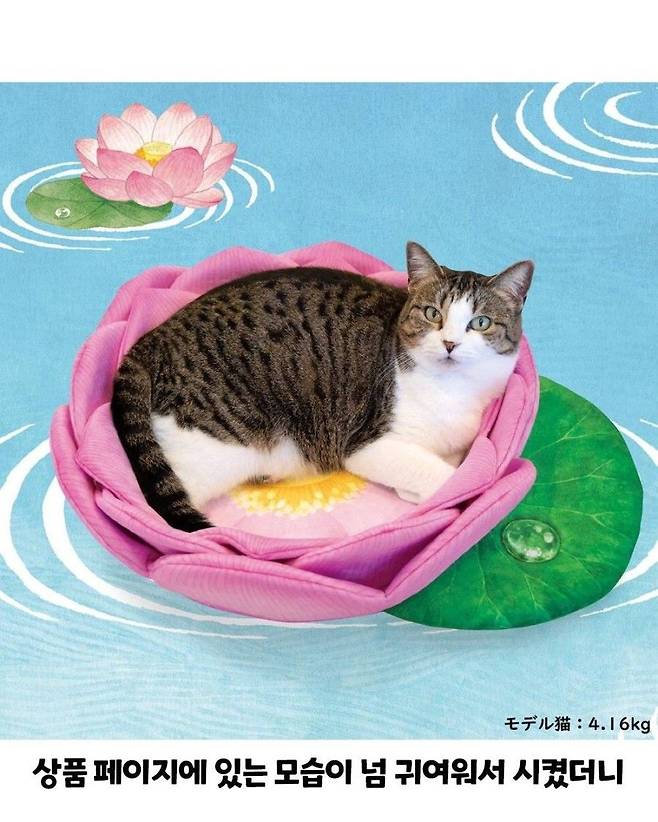 28970f7a054247af89ffdfe9a75d385c13717332468a27e423c9ad3019b787b2.jpg 고양이 연꽃 쿠션 이상과 현실.jpg
