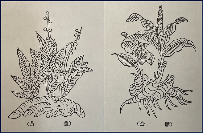 <본초강목>에 그려진 강황(薑黃, 좌측)과 울금(鬱金)의 그림이다. 강황과 울금은 모양이 비슷한데, 과거에는 울금이 귀해서 강황을 가지고 울금이라고 속여 팔기도 했다.