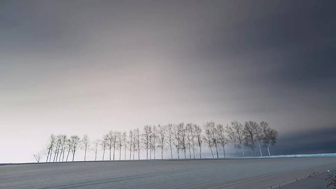 IMG_1026.webp.ren.jpg 홋카이도 비에이 세븐스타 자작나무 벌목