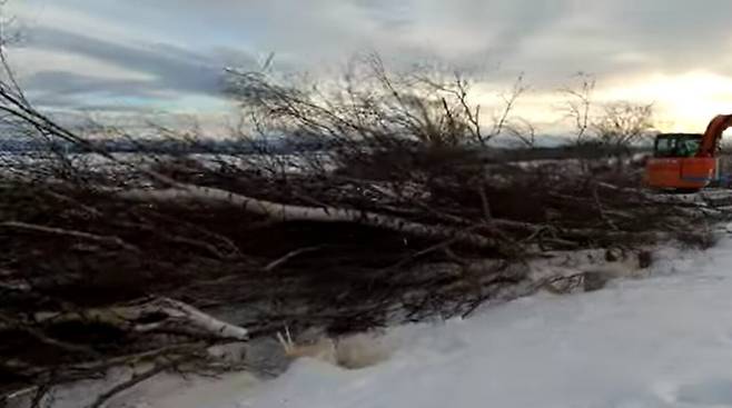 IMG_1024.jpeg 홋카이도 비에이 세븐스타 자작나무 벌목