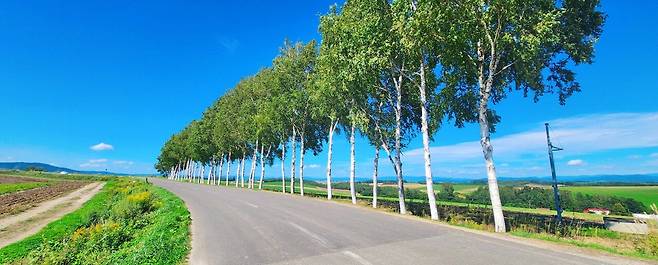 2024-09-02-08-09-38-062.jpg 홋카이도 비에이 패치워크로드 자작나무 벌목