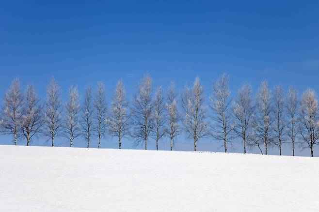 홋카이도 비에이 자작나무 잘리기전