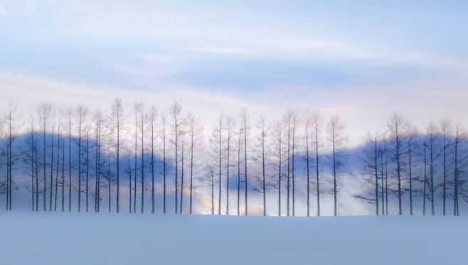 베어지기전 모습