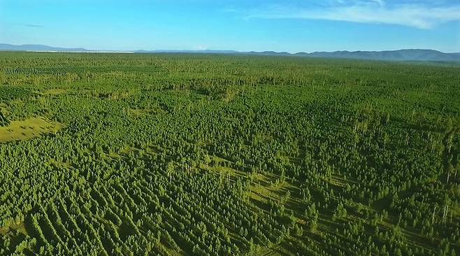 [서울=뉴시스]몽골 유한킴벌리 숲 전경.(사진=유한킴벌리 제공) 2025.01.20. *재판매 및 DB 금지
