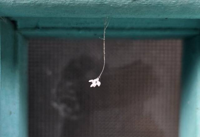 ▲ 1500년 고찰 고성 금강산 건봉사의 부처님 치아사리를 봉안한 적멸보궁에 지난해 12월 30일 개찰 이래 처음으로 ‘우담바라’로 추정되는 꽃이 피어난 것이 알려지자 전국의 불자·관광객들이 문전성시를 이루는 등 화제가 되고 있다. 전인수