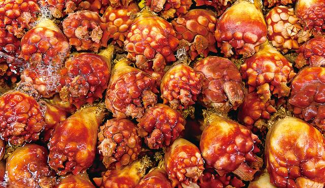 ‘바다의 꽃’ 멍게‘바다의 꽃’ 멍게